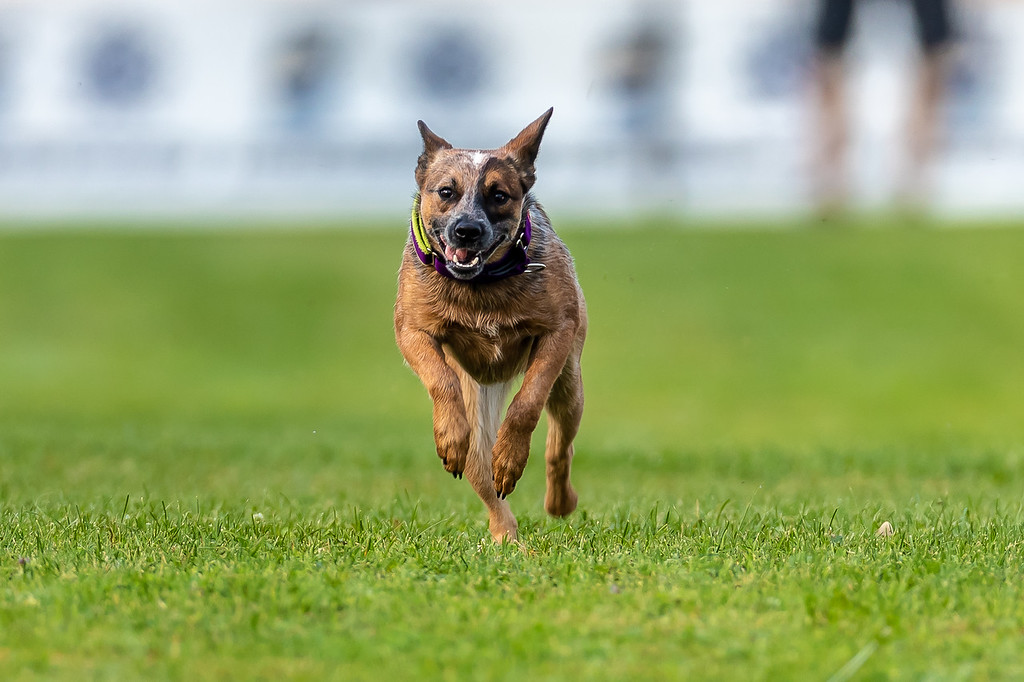 AKC Fast CAT Returns to Harborcreek Community Park This Weekend