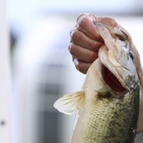 cropped GL Fish1 670x229